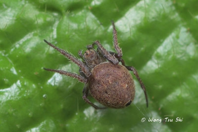 (Eriovixia sp.)[O] ♀