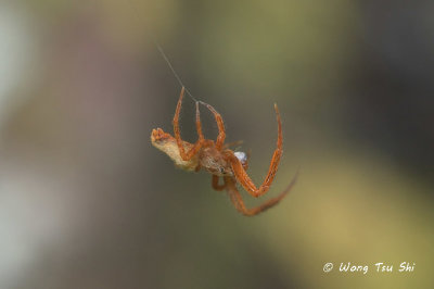 (Uloborus plumipes) ♂