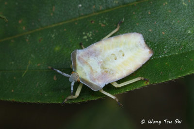 (Tessaratomidae sp.) <br />Giant Shield Bug nymph