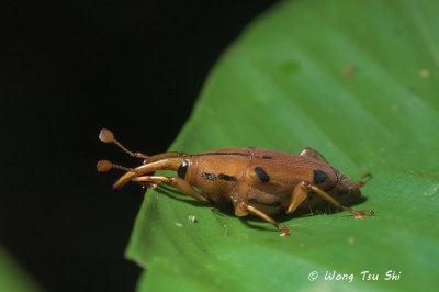 (Curculionidae, sp.)[B]<br />Weevil