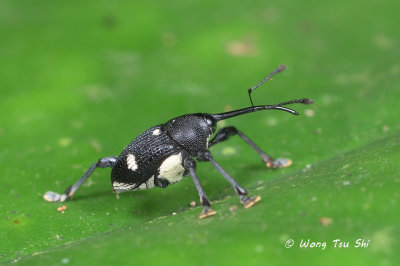 (Curculionidae, Curculio sp.)[A]Weevil