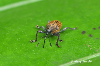(Curculionidae, Curculio sp.)[B]Weevil