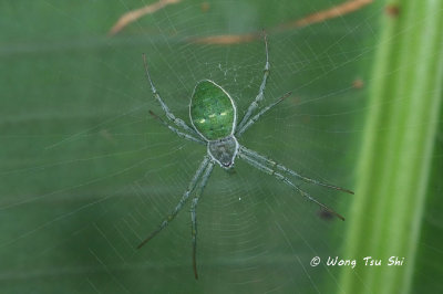 (Argiope chloreis) ♀