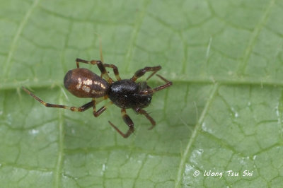 (Cyclosa bifida)♂