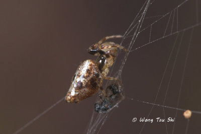 (Cyclosa insulana) ♂