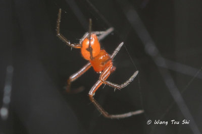 (Parasteatoda sp.)[C] ♂