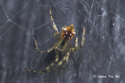 (Meotipa sp.)[A] ♀