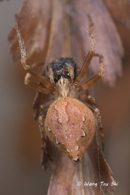 (Eriovixia sp.)[J]  ♀