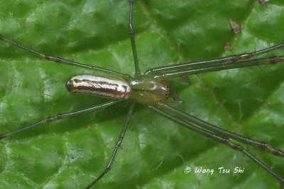 (Leucauge decorata) ♂