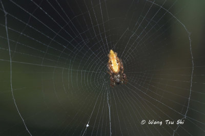 (Cyclosa insulana) ♀