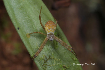 <i>(Argiope sp.)[G]</i> <br /> ♀