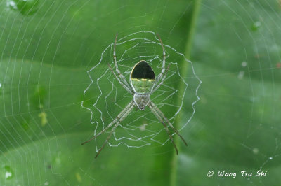 (Argiope chloreis) ♀