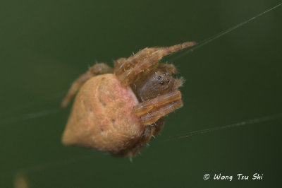 (Cyrtophora sp.)[B] ♀