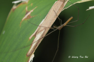 (Tetragnatha sp.)[B] ♂