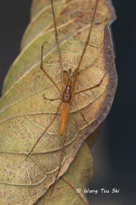 (Tetragnatha sp.)[B] ♂
