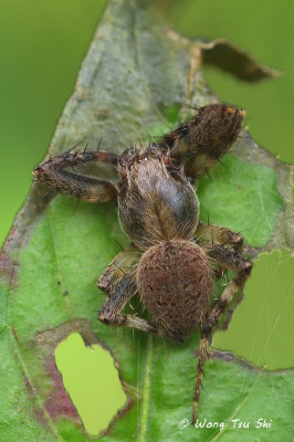 (Neoscona sp.)[A] ♂