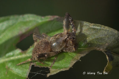 (Neoscona sp.)[A] ♂