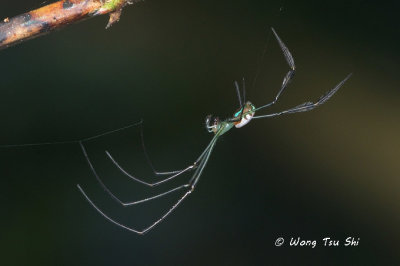 (Leucauge sabahan) ♂