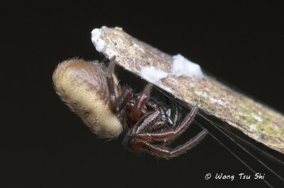 <i>(Milonia sp.)[B]</i><br /> ♀