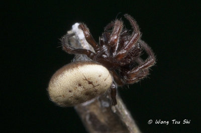 (Milonia sp.)[B] ♀