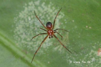 (Theridion sp.)[D] ♂