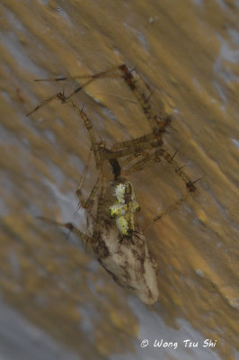 (Meotipa sp.)[B] ♀