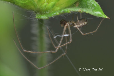 (Tylorida sp.)[A] ♂
