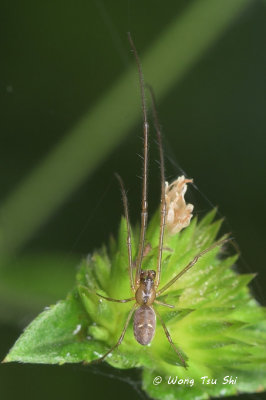 (Tylorida sp.)[A] ♂