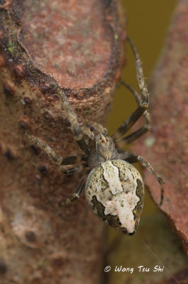 (Eriovixia sp.)[M]  ♀