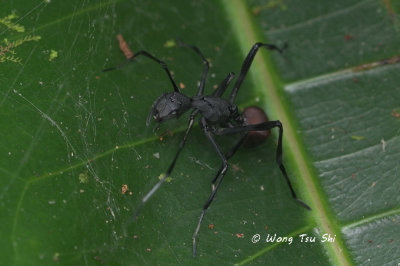 (Peng borneensis) ♀