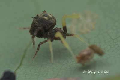 (Hyptiotes sp.) ♀