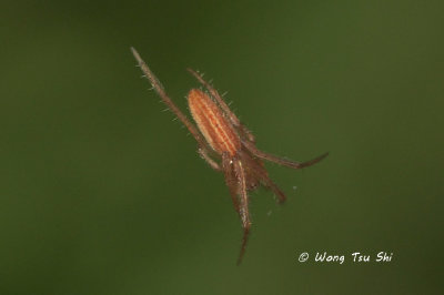 (Lipocrea fusiformis) ♀