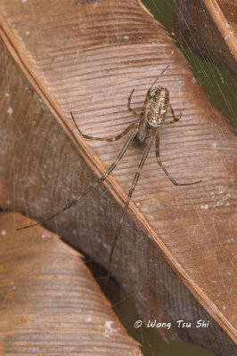 (Tylorida ventralis)♀
