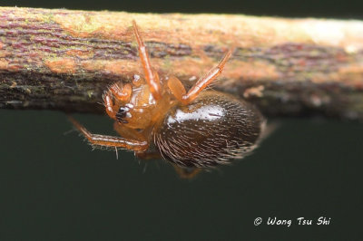 (LINYPHIID sp.)[C] ♀
