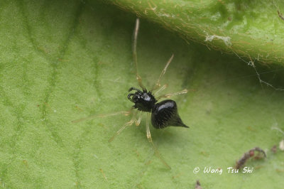 (Chikunia nigra) ♀