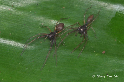 (Utivarachna ichneumon) ♀ ♂