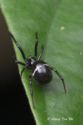(Theridion sp.)[E] ♀
