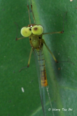 (Ephemeroptera sp.)[B]Mayfly 
