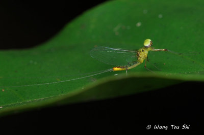(Ephemeroptera sp.)[B]Mayfly 