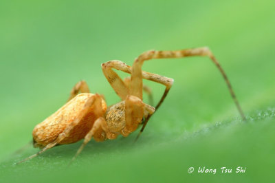 (Philoponella sp.)[B] ♀