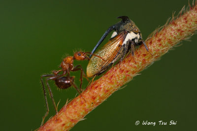 (Membracidae, sp.)[A]Treehopper