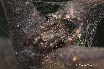 (Neoscona sp.)[H]  ♀