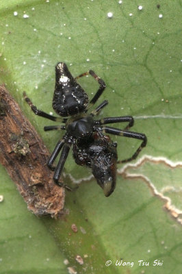 (Eriovixia sp.)[C] ♀