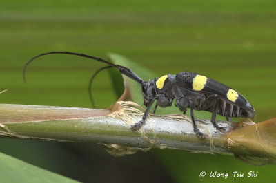 (Cerambycidae, Cereopsius sp.)[A]  Long-horned Beetle 