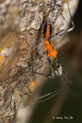 (Reduviidae, sp.)[I]Assassin Bug