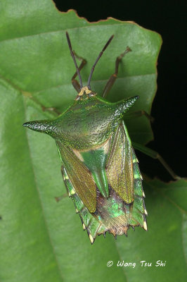 (Tessaratomidae, Pygoplatys sp.)[A]Giant Shield Bug