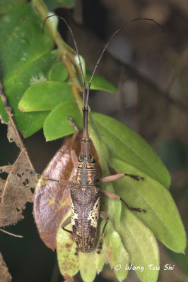 (Cerambycidae, Euthyastus binotatus)  Long-horned Beetle 