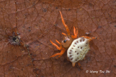 (Gasteracantha sp.)[A] ♀