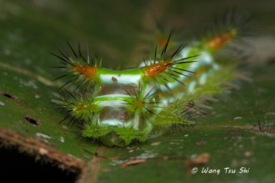 Stinging slug caterpillar (Limacodidae)
