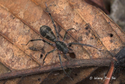 (Castoponera lecythus) ♀